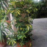 pianta appartamento Schefflera 
