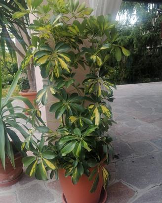pianta appartamento Schefflera 