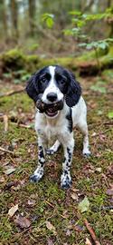 Springer per working cocker 