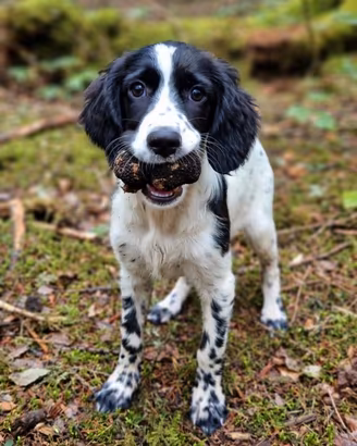 Springer per working cocker 