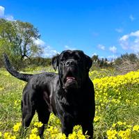 Cane Corso Maschio Disponibile per Monta