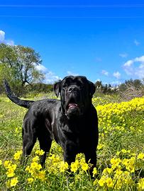Cane Corso Maschio Disponibile per Monta