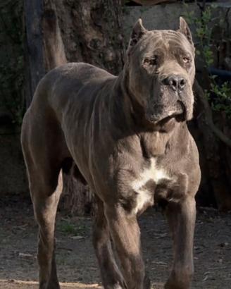 Cane Corso per Monta