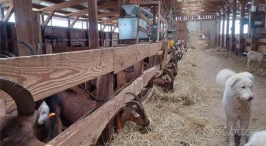 Stalla con caseificio