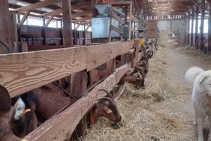 Stalla con caseificio