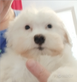 Cucciolo di Maltese