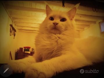 cuccioli mix maine coon