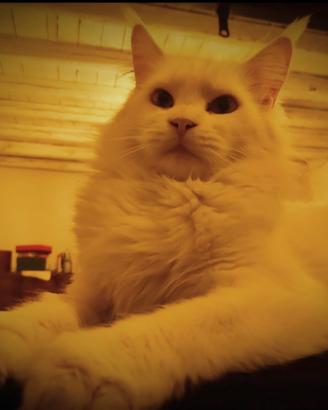 cuccioli mix maine coon