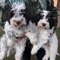 Cuccioli Lagotto Romagnolo