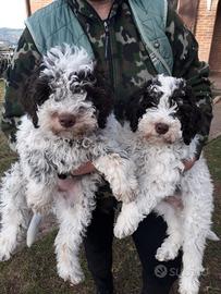 Cuccioli Lagotto Romagnolo