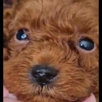 Maschi Barboncini toy e mini toy