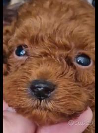 Maschi Barboncini toy e mini toy