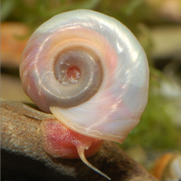 LUMACA Planorbarius Perla, acquario, antialga