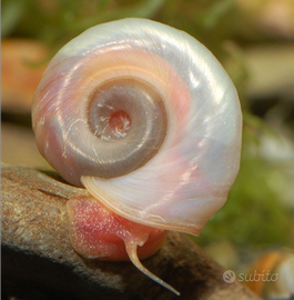 LUMACA Planorbarius Perla, acquario, antialga