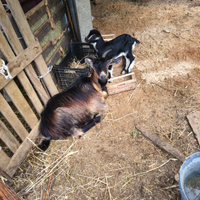 Capra incrocio cilentana