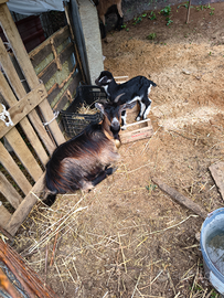 Capra incrocio cilentana