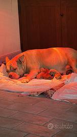 American bully standard