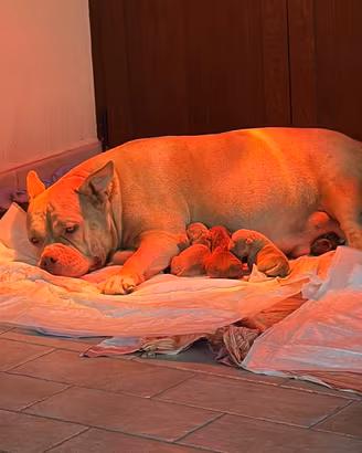 American bully standard