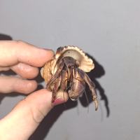 Coenobita spp, paguro della foresta