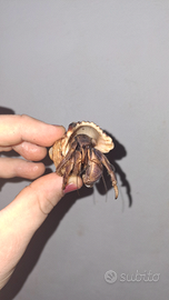 Coenobita spp, paguro della foresta