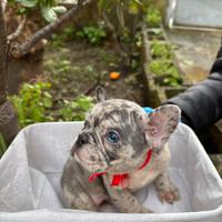 Bulldog Francesi esotici