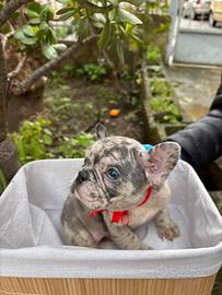 Bulldog Francesi esotici