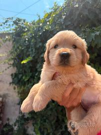 Golden Retriever