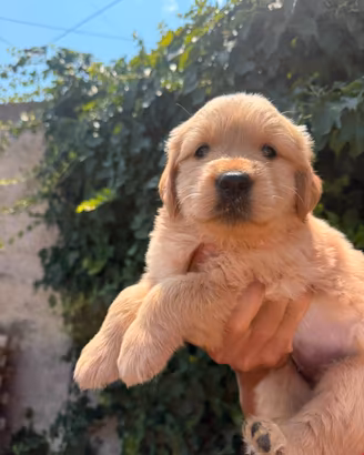 Golden Retriever