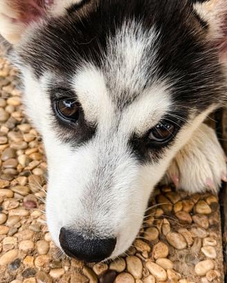 Cuccioli di husky con pedigree di alta genealogia