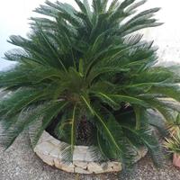 Cycas 