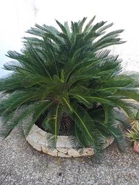 Cycas 