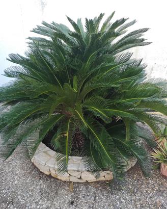Cycas 