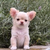 Femmina chihuahua, colore crema bianca