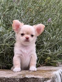 Femmina chihuahua, colore crema bianca