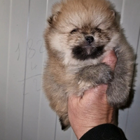 Pomerania Spitz Tedesco nano, pedigree