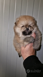 Pomerania Spitz Tedesco nano, pedigree