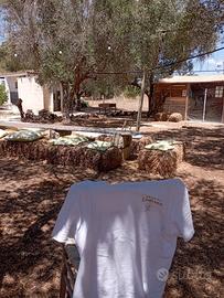 Villa con uliveto a 500 MT dal mare