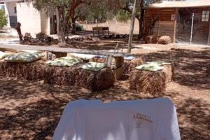 Villa con uliveto a 500 MT dal mare