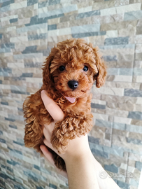 Barboncino toy ,PEDIGREE ENCI