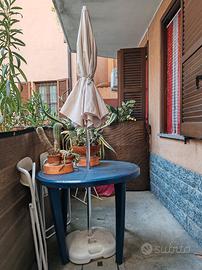 ombrellone con pianta