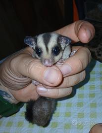 Petauro delli zucchero