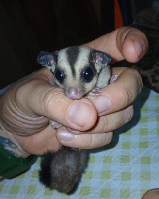 Petauro delli zucchero