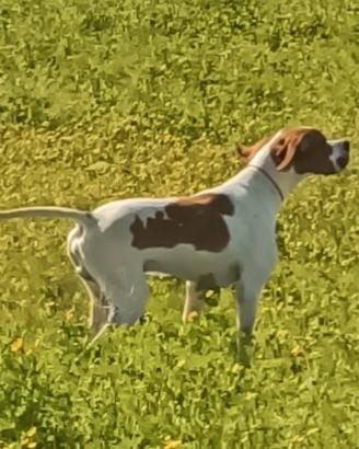 Pointer inglese
