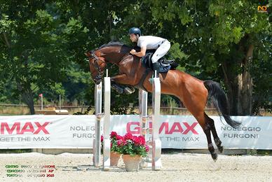 Cavallo da salto
