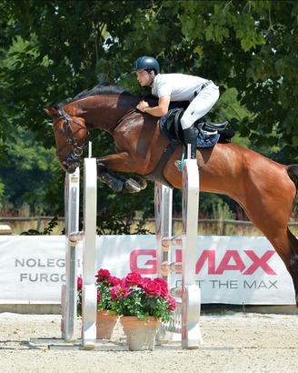 Cavallo da salto