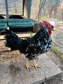 Gallo di Ancona puro