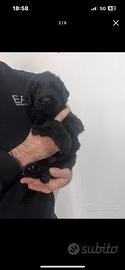 Schnauzer gigante nero