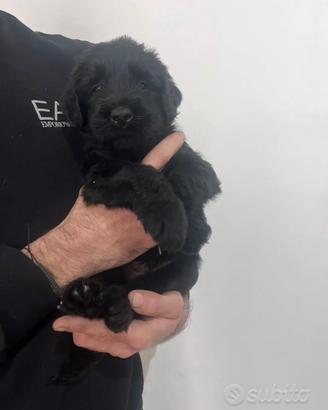 Schnauzer gigante nero