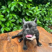 Bulldog francese