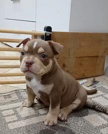 American bully